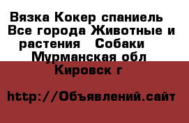 Вязка Кокер спаниель - Все города Животные и растения » Собаки   . Мурманская обл.,Кировск г.